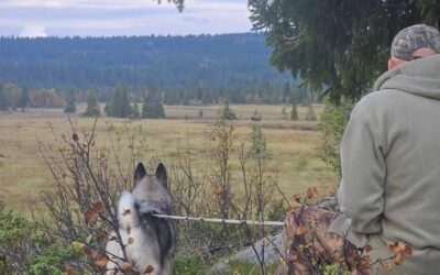 Ny bandhundkomite